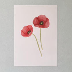 Amapolas