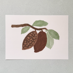 Cacao.png Cacao