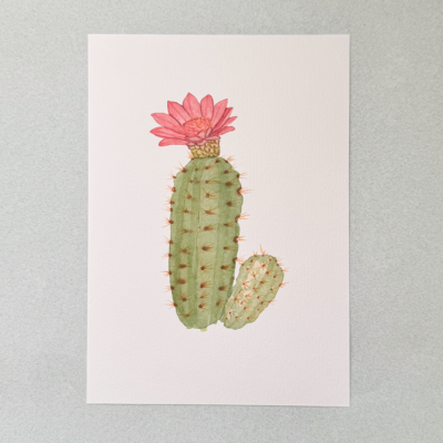 Cactus.png Cactus