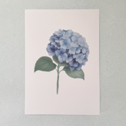 Hortensia.png Hortensia