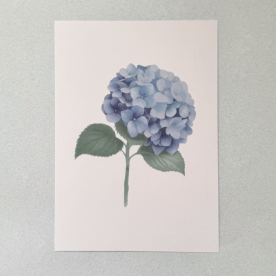 Hortensia.png Hortensia