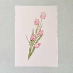 Tulipan.png Tulipanes