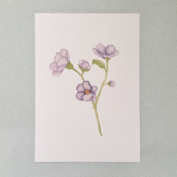 Violeta.png Violetas
